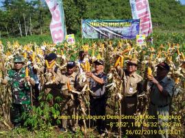 Semugih panen jagung 10,6 ton per hektar